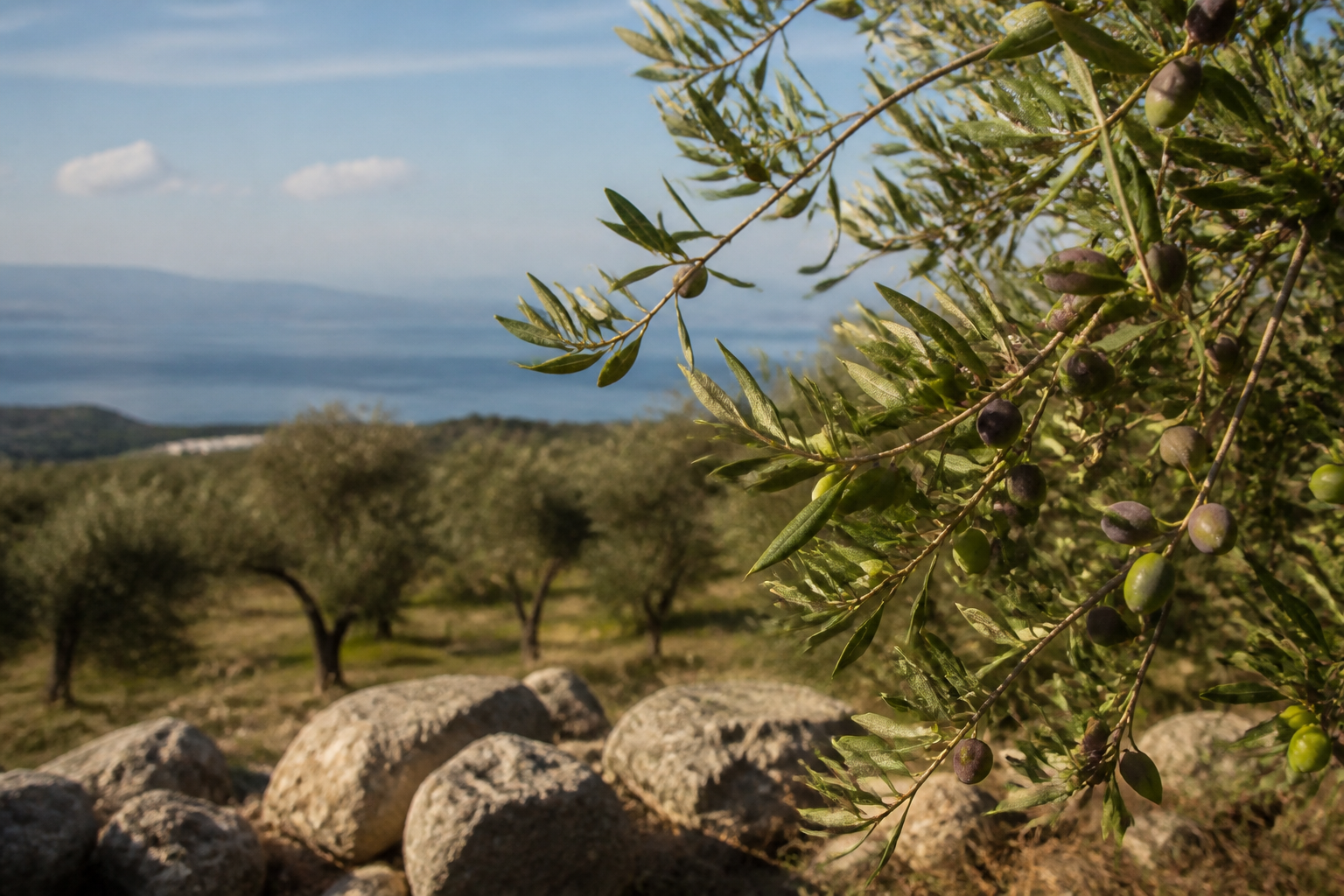 Guide to Exploring the Meaning of Elaia in Greek