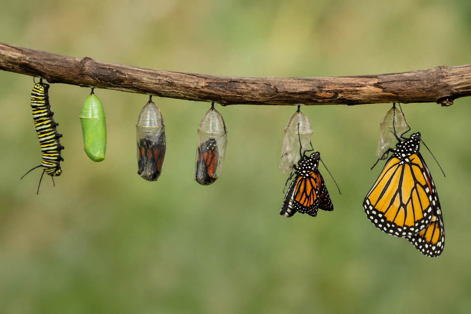 Guide to Exploring the Meaning of Metamorphoo in Greek
