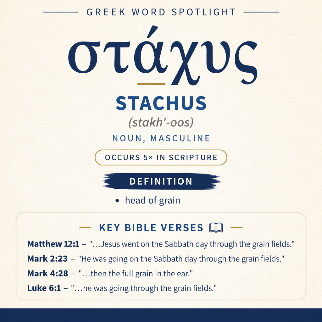 Exploring the Meaning of Stachus in Greek statistics